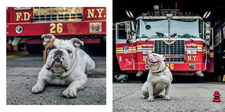 A bulldog, featured in "Paws of Firefighters" by Schiffer Publishing, Ltd., lounges before an FDNY truck numbered 26 with bold red and yellow markings, a red fire hydrant toy at its side.