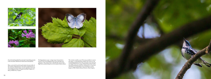 A book spread from Schiffer Publishing, Ltd.'s "The Central Appalachians" displays four nature photos—a bird on a branch, butterfly on a leaf, pink flower, and black-and-white bird—with text below the images on the left page.