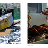 Left: Small fish are lifted in a crate with more on the dock and water beyond. Right: A person shows off large lobsters on a boat—capturing Maine by Schiffer Publishing, Ltd. in authentic travel photography.