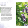 A close-up photo of blooming lavender, featured in "Essence and Ember" by Schiffer Publishing, Ltd.—ideal inspiration for incense crafting or any holistic guide on herbs and resins.