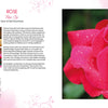 A close-up of a pink rose with text on its uses and symbolism, surrounded by herbs and resins, rose petals, and buds—Essence and Ember by Schiffer Publishing, Ltd. is the perfect holistic incense guide.