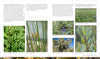 A two-page book spread from Core Bushcraft by Schiffer Publishing, Ltd. shows images and descriptions of Meadowsweet, Common rush, Juniper, Common sagebrush, and Hawthorn—perfect for outdoor survival guidance.