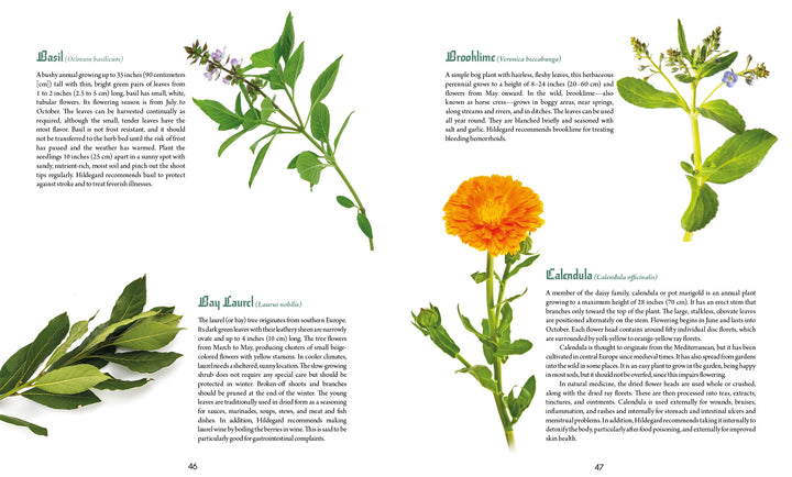 Four pages from Saint Hildegard’s Guide to Wellness by Schiffer Publishing, Ltd. showcase botanical art and descriptions of basil, bay laurel, borage, and calendula—ideal for holistic wellness fans and herbal medicine enthusiasts.