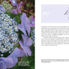 On the left is a close-up of a purple lacecap bloom. On the right are photos of mophead and lacecap Hydrangea macrophylla with text about Lovely Lacecap Hydrangeas from Schiffer Publishing, Ltd. for your home garden.