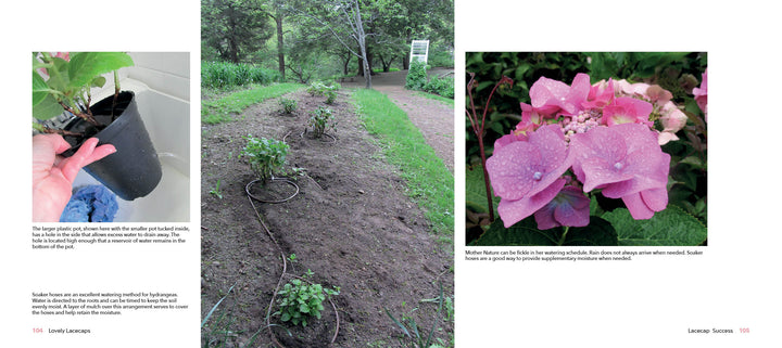 Three images: a hand holds a potted plant; young shrubs line a garden path; and a close-up of Lovely Lacecap Hydrangeas by Schiffer Publishing, Ltd.—perfect inspiration for your home garden.
