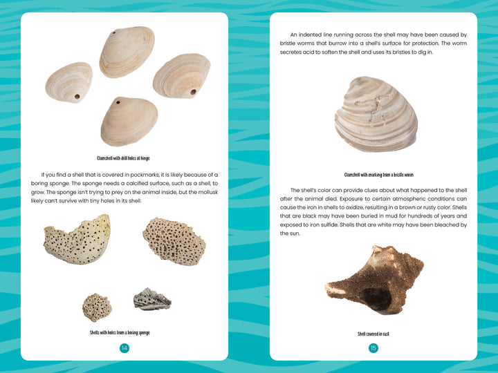 In "Seashells of the Jersey Shore" by Schiffer Publishing, Ltd., two pages feature labeled Jersey Shore shells and coral, with the left page showing clam shells, sponge, coral, and the right page displaying holed clam shells and sun-bleached coral on blue waves.