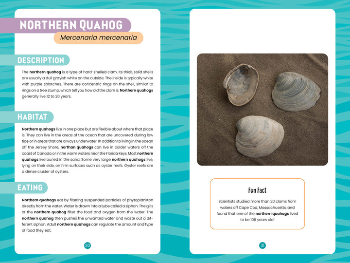 The digital fact sheet in "Seashells of the Jersey Shore" by Schiffer Publishing, Ltd. highlights northern quahogs with images of three shells on the right and details on description, habitat, eating tips, and a fun fact on the left.