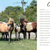Five Chincoteague Ponies stand on green grass with trees behind them. To the right, the table of contents for "Out of the Sea" by Schiffer Publishing, Ltd. appears in a white box with green and black text, recalling Misty and Pony Penning events.