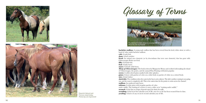Out of the Sea by Schiffer Publishing, Ltd. features a horse glossary and photos: Chincoteague Ponies in a pasture, horses in a river at Pony Penning, and several showing freeze brands from behind.