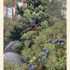 An illustrated juniper tree and berries stand among rocks and pines, watched by forest spirits. Text: Juniper (Juniperus communis). Resilient Spirit. From Nordic Forest Rituals Oracle Cards by Schiffer Publishing, Ltd., inspired by Nordic folklore.