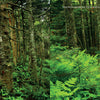 Capture the beauty of the Appalachian Trail with "Iconic and Hidden Gems of the Appalachian Trail" by Schiffer Publishing, Ltd.—ideal for day hikers or nature photographers seeking lush forest scenes, mossy rocks, and sunlit foliage.