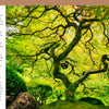 A grand tree with twisted branches and green-yellow leaves stands surrounded by lush greenery and rocks, evoking the serenity of "Trees of the World" from Schiffer Publishing, Ltd.