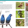 Backyard Birds of North America by Schiffer Publishing, Ltd. features a field guide page on Indigo Buntings with photos of every life stage, ID tips, a range map, descriptions, and a sidebar on plants that attract these common backyard birds.