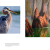 A spread in "Into the Lost World" by Schiffer Publishing, Ltd. shows a barred owl and great blue heron on the left, and a misty Louisiana bayou with a heron on cypress roots on the right, each with descriptive text below.