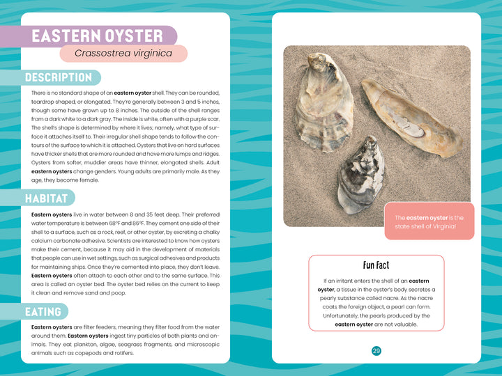 Seashells of Delmarva by Schiffer Publishing, Ltd. features Eastern oysters with a photo of three open shells, habitat and diet info, a Delmarva seashell ID guide, and notes that the Eastern oyster is Virginia’s state shell.