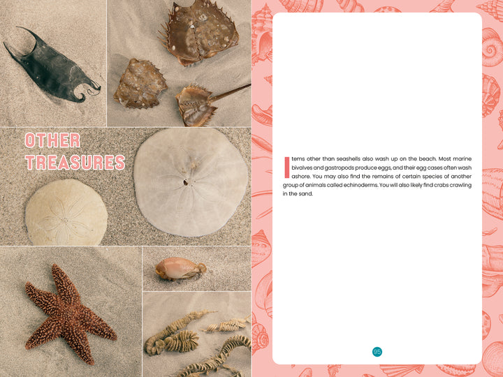 A collage of Delmarva beach treasures—horseshoe crab shells, sea stars, and sand dollars—appears beside a text page with a pink seashell border in "Seashells of Delmarva" by Schiffer Publishing, Ltd.