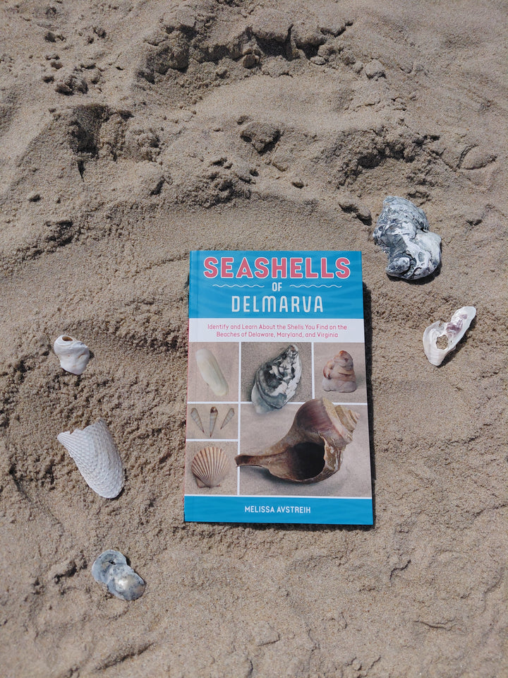 Seashells of Delmarva by Schiffer Publishing, Ltd. rests on the sand among shells, its cover showcasing Maryland and Virginia specimens—a perfect beachcombing guide.