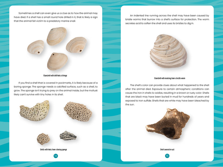 A page from "Seashells of Cape Cod and the Islands" by Schiffer Publishing, Ltd. features five labeled images of shells, a rock, and coral with descriptive text about their origins and features, set on a blue patterned background.