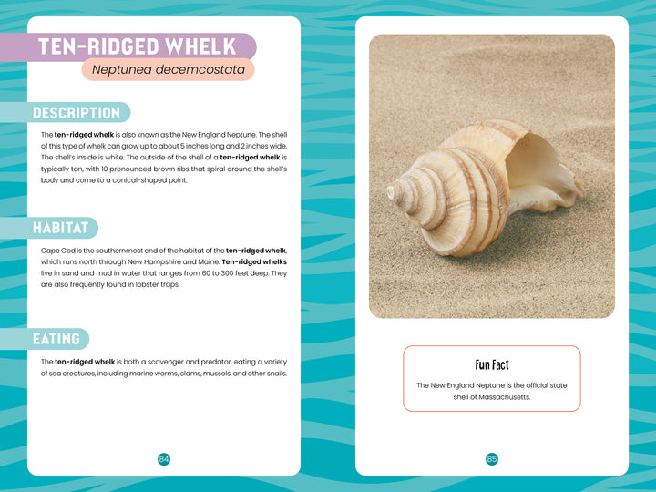 A tan and white ten-ridged whelk shell rests on sand, as featured in "Seashells of Cape Cod and the Islands" by Schiffer Publishing, Ltd., alongside notes on its habitat, diet, and its role as Massachusetts' official state shell.