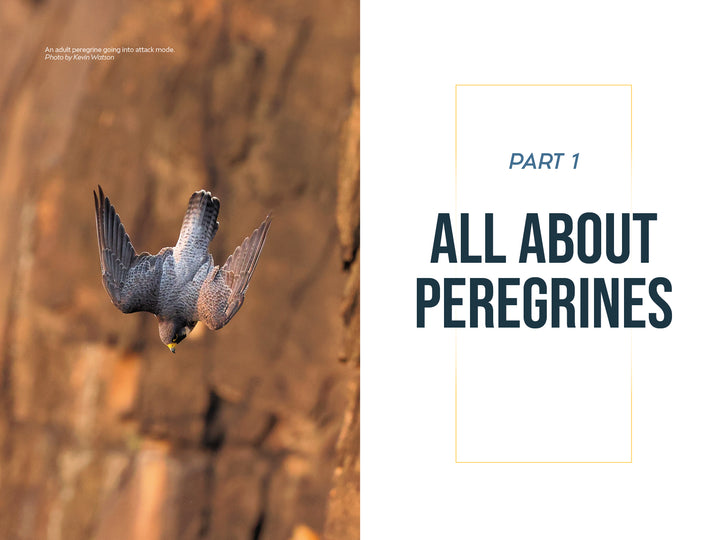 A peregrine falcon dives headfirst in front of a blurred, rocky background. Text reads “Part 1 The Peregrine Falcon”—your next raptor book from Schiffer Publishing, Ltd.