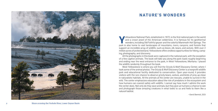 Bison, Yellowstone National Park’s iconic wildlife, cross the Firehole River as geothermal steam and colorful terraces rise behind them under a cloudy sky. Product: Yellowstone National Park by Schiffer Publishing, Ltd.