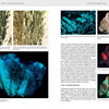 A spread from "Collectors' Guide to the Amphibole Group" by Schiffer Publishing, Ltd. features close-up crystal images—some glowing under UV—and columns explaining amphibole minerals and luminescence for collectors.