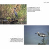 Top: A little blue heron stands by a pond with turtles on a log. Bottom: A mottled juvenile heron wades, its reflection visible. Stunning photography from "Birds of Coastal South Carolina" by Schiffer Publishing, Ltd.