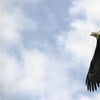 Table of contents with chapters and page numbers on the left; on the right, a bald eagle soars in a blue sky. Below: “Mr. President and The First Lady by Schiffer Publishing, Ltd.”.