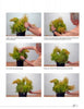 A visual step-by-step guide from Schiffer Publishing, Ltd.'s Basic Topiary shows how to tie yellow and green foliage with twine and arrange it in a black container, making unique topiary art.