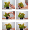 A visual step-by-step guide from Schiffer Publishing, Ltd.'s Basic Topiary shows how to tie yellow and green foliage with twine and arrange it in a black container, making unique topiary art.