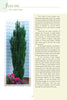 A tall potted holly with dense green leaves and a blooming pink flower sits on a patio before white siding. Nearby, "Atlanta's Garden Plants" by Schiffer Publishing, Ltd. offers north Georgia flora info and gardening tips.