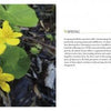 A close-up of bright yellow flowers and green leaves on a Hudson River Valley forest floor from "Hudson Valley Reflections" by Schiffer Publishing, Ltd.—ideal for New York travel guides, with a spring passage and a bee-on-flower image.