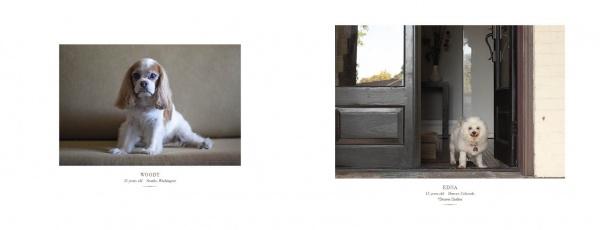 Two dogs featured separately: on the left, a Cavalier King Charles Spaniel sits on a couch; on the right, a small white dog stands in a doorway. Both images are from "Senior Dogs Across America" by Schiffer Publishing, Ltd.