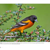 The book "Birds of Cape May, New Jersey" by Schiffer Publishing, Ltd. showcases vivid images of wildlife, such as a striking Baltimore Oriole with bright plumage perched among green leaves and pink buds—ideal for bird photography enthusiasts.