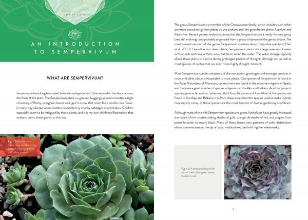 A two-page spread from Schiffer Publishing, Ltd.'s "Sempervivum" book includes text on Sempervivum, green and white accents, an overhead close-up of a rosette, plus labeled photos of seedlings—ideal for gardening enthusiasts.