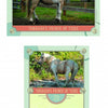 Chincoteague Pony Identification Cards from Schiffer Publishing, Ltd. feature Tornado’s Prince of Tides, a 23-year-old palomino Chincoteague Pony, with his name, pedigree info, and value—ideal for pony fans and collectors.
