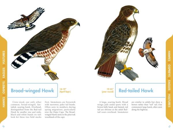 The field guide "An Illustrated Guide to the Common Birds of Cape Cod" by Schiffer Publishing, Ltd. features illustrations and descriptions of the Broad-winged Hawk and Red-tailed Hawk, ideal for birdwatching and learning about local birds.
