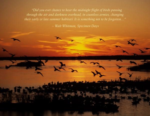 Birds of Cape May, New Jersey by Schiffer Publishing, Ltd. features silhouettes of birds flying over a sunset lake, evoking migration. A Walt Whitman quote about birds flying at night appears at the top center, celebrating wildlife photography.