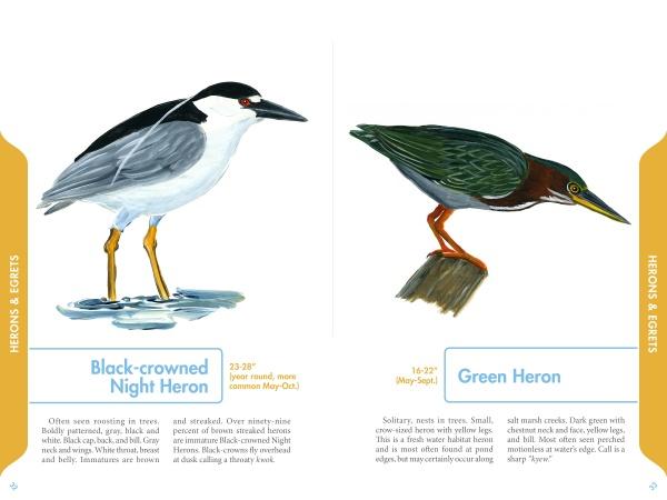 Two Cape Cod favorites—a Black-crowned Night Heron standing in water and a Green Heron perched nearby—are featured in "An Illustrated Guide to the Common Birds of Cape Cod" by Schiffer Publishing, Ltd., with notes on their markings and habitats.
