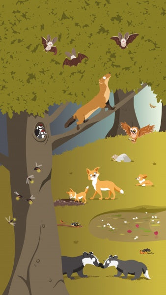 The Forest" by Schiffer Publishing, Ltd. features woodland animals—foxes, badgers, bats, an owl, bees, and a woodpecker—scattered around a tree. Ideal for forest-themed books or as a giant fold-out poster.