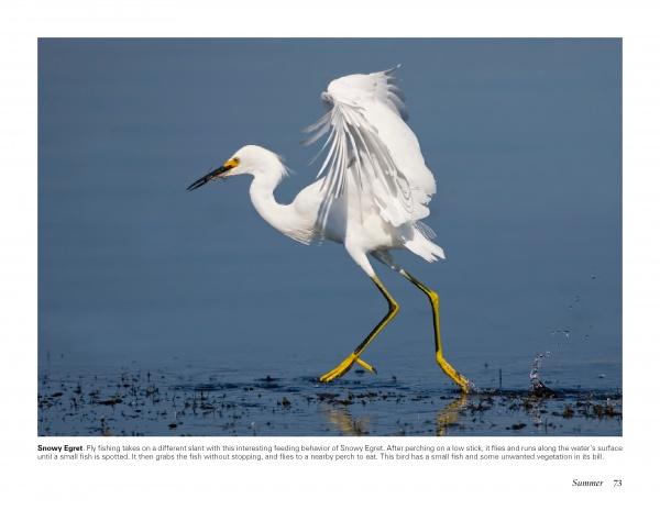 A snowy egret with white feathers and yellow feet hunts in Cape May's blue waters—a scene featured in "Birds of Cape May, New Jersey" by Schiffer Publishing, Ltd., perfect for bird-watching and wildlife photography fans.