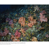 Captured in "Underwater Photography" by Schiffer Publishing, Ltd., vibrant coral and lively fish glow under artificial camera light, showcasing striking reds, pinks, and yellows—a stunning underwater scene for scuba enthusiasts.