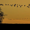 A lone tree stands at sunset as a flock of birds flies overhead, capturing the essence of Willamette Valley, Oregon—celebrated for its pinot noir—in this scene from Schiffer Publishing, Ltd.