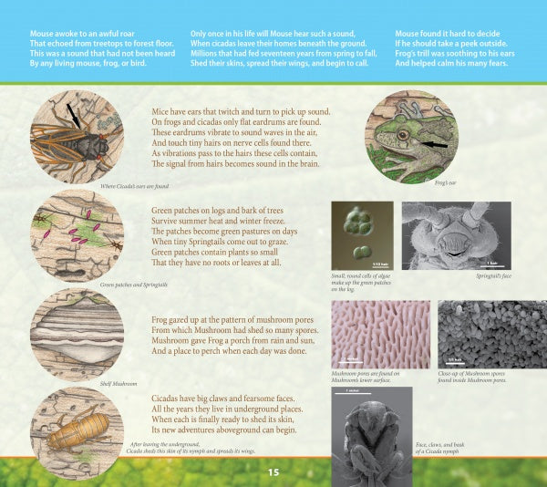 A page from "In Mouse's Backyard" by Schiffer Publishing, Ltd. displays close-up illustrations of insects, tree bark, and a frog with labels, set against teal and green blocks showing Mouse’s backyard habitat.
