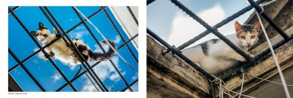 Two images from "The Cats of Cuba" by Schiffer Publishing, Ltd.: On the left, a white and black cat is seen from below against the sky; on the right, this curious feline looks down, highlighting the charm of cat photography.