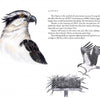 Illustration from "The Birds We Live With" by Schiffer Publishing, Ltd.: an osprey’s head and a landing osprey above a watery nest, in Catherine Clark’s style. Accompanied by text on their conservation comeback and nesting behavior.