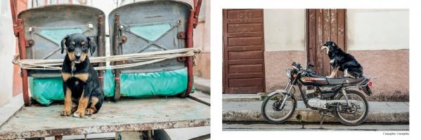 A bicycle and cart sit quietly as Cuban street dogs wander by, echoing the candid scenes featured in "The Dogs of Cuba" from Schiffer Publishing, Ltd.