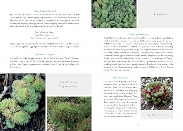 A book spread from Sempervivum by Schiffer Publishing, Ltd. shows close-up photos of succulents and conifers, with captions featuring plant names, descriptions, and expert gardening tips.
