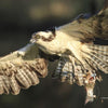 Experience the thrill of raptor life with "Inside an Osprey’s Nest" by Schiffer Publishing, Ltd.—an osprey soars with a fresh catch in its talons, intense gaze locked ahead, as the glistening fish dangles beneath during nesting season.