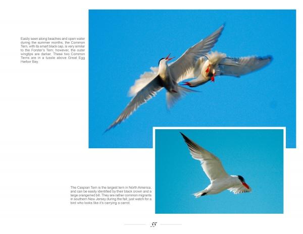 Two terns soar, one in pursuit of the other, with a third flying solo against clear blue skies. "New Jersey Birds and Beyond" by Schiffer Publishing, Ltd. highlights nature observations on the Common and Caspian Terns of New Jersey.